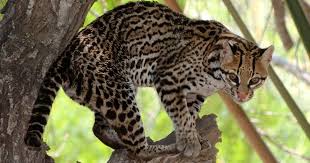 His schtick was he liked everything big and yellow, like. Ocelots In Texas The Nature Conservancy