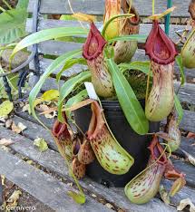 Image result for Geigeria burkei