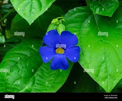 Image result for Thunbergia battiscombei