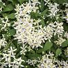 Clematis requires a moist but well drained location. Https Encrypted Tbn0 Gstatic Com Images Q Tbn And9gct1c2p8aycr Mawrbc Gulc Rjn1pbrzdllx2cfvnglveqj6y7d Usqp Cau