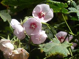 Image result for Dombeya