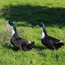 The black swedish ducks are a hardy, strong duck with good foraging ability. Metzer Farms Duck And Goose Blog Swedish Duck