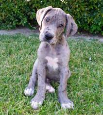 You're thinking of getting a great dane puppy? Great Dane Puppies Near Me Petfinder