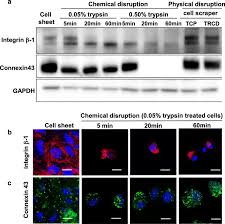 Which statement about animal cell junctions is false. Phenotypic Traits Of Mesenchymal Stem Cell Sheets Fabricated By Temperature Responsive Cell Culture Plate Structural Characteristics Of Msc Sheets Springerlink