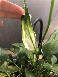 My Peace Lily Has A Leaf Thats White Or Is This Some Kind Of Deformed Flower It Looks More Lik Gardening For Beginners Peace Lily Starting A Vegetable Garden