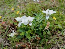 Image result for Volusia resupinata