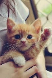 The Cat Handshake How To Introduce Yourself To A New Cat Cattime Cute Cats Kittens Cutest Cute Animals