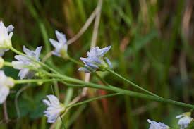 Image result for Xerophyta equisetoides