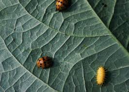 Usually a female (mother) insect lays eggs, but a few species have live some good insects eat pest insects, such as lady beetles (or ladybirds or ladybugs) eating aphids. Mexican Bean Beetles How To Identify And Get Rid Of Garden Pests The Old Farmer S Almanac