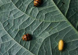 I always feel them when they land on… for the last two weeks, i've been getting bitten by tiny, yellow bugs when i'm outside. Mexican Bean Beetles How To Identify And Get Rid Of Garden Pests The Old Farmer S Almanac