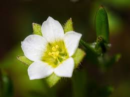 Image result for Polemoniaceae