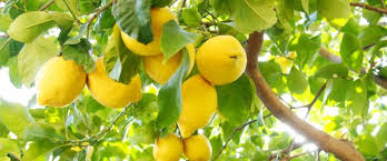 Comment Tailler Un Citronnier Allojardin Com