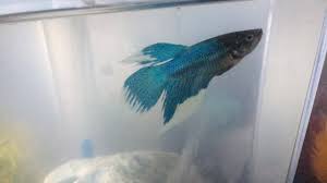 Featuring bright colors and elegant, flowing fins betta fish are the perfect. Why Is My Blue Betta S Fins Turned White My Aquarium Club