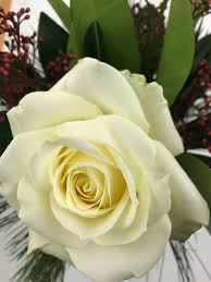 Weisse Rose Weisse Rosen Rosen Und Weisse Blumen