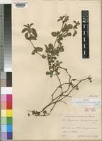 Image result for Dyschoriste radicans