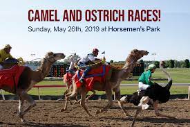 Play unlimited times each day. Camel And Ostrich Races Horsemen S Park Live Horse Racing Simulcast Facility Omaha Ne