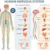 Physiological flow charts mind maps groovy human. 1
