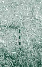 Image result for Dichanthium sericeum