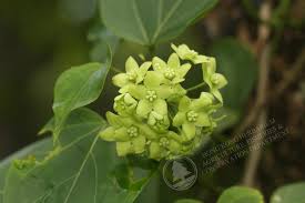 Image result for Marsdenia dregea