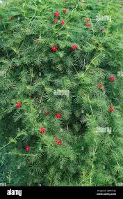 Image result for Ipomoea quamoclit