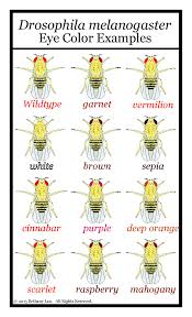 Biology For A Changing World With Physiology 3rd Edition Blog Post About How Cool Drosophila Fruit Flies Are This Post Includes A Free Eye Color Poster A Teaching Blogs Biology Lessons Life Science Middle School