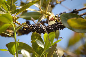 Image result for Myrsinaceae