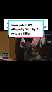 The Kenosha County K9 officer shot in the head by an accused killer got to  meet jurors in the suspect’s trial. K9 Riggs was shot just above his temple  while police were trying to apprehend defendant ...