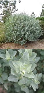 Atriplex Halimus Pourpier De Mer Arroche Marine Arroche Des Sables Chenoposiacees Pourpier Arbuste Plante