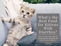 No vomiting, diarrhea, healthy coat, less smelly litter box and hopefully less health problems down the road. What Is The Best Kitten Food For Diarrhea Pethelpful By Fellow Animal Lovers And Experts