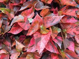 Image result for Acalypha