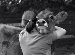 Douglas Gets Hugged Animals Friends Cow Animals