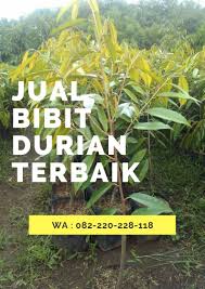 Promo 082 220 228 118 Bibit Durian Montong Asli Bandung Jual Bibit Durian Montong Majalengka Asli Empati Kaki