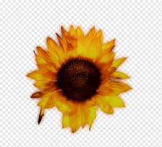 Dandelion, grass with dandelions, dandelion and yellow flowers illustration, orange, sunflower png. Common Sunflower Yellow Beautiful Sunflowers Orange Beautiful Vector Sunflower Png Pngwing