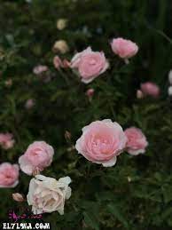 خلفيات ورد خلفيات ورود جميلة جدا خلفيات ورد طبيعي الورد من أكثر الأشياء التي ترسم البسمة وتبعث الر احة والت فاؤل بألوانها الز in 2021 rose wallpaper rose flower rose