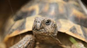 On peut dire que les tortues sont les plus mignonnes de tous les reptiles. Comment Preparer L Hibernation De Sa Tortue France 3 Hauts De France