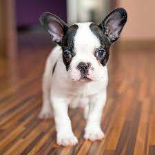 franzosische bulldogge merkmale die franzosische bulldogge ist ein mix aus verschiedenen doggenarten mopsen und dog breeds little best puppies french bulldog