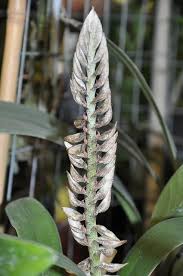 Image result for Bulbophyllum lupulinum