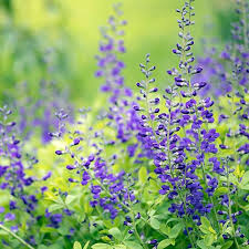 These perennials resist both deer and rabbits. Virginia Rabbit Proof Native Plants
