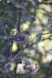 Birds Outside My Window Outside My Window Lesser Goldfinch In 2020 The Outsiders Goldfinch Wordpress Theme