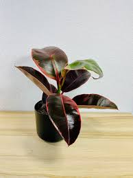 Image result for Ficus elastica