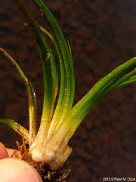 Image result for Isoetes schweinfurthii