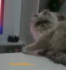 Top 10 Amazing Funny Cat Gifs For Google Plus Downloadfeast Funny Cats Cat Gif Funny Cat Videos