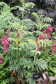 Image result for Melianthaceae