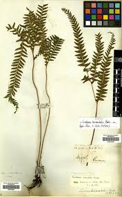 Image result for Lindsaeaceae