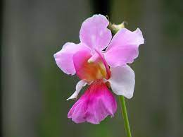 National Flower Of Singapore Beautiful Orchids Flowers Orchids
