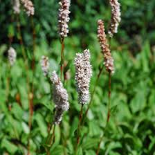 Image result for Geigeria filifolia