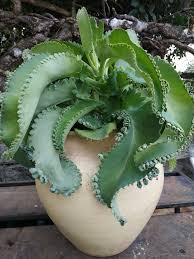 Pin By Laurance Sorrentino On Plants Planting Succulents Cacti And Succulents Planting Flowers