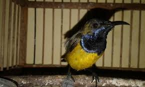 Burung sogok ontong atau burung madu sriganti memiliki suara kicauan yang merdu, dan untuk harganya sendiri tergolong murah, sehingga jenis burung ini memiliki peminat tersendiri dari. Burung Sogon Sogok Ontong Steemit