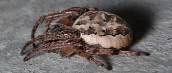 They're part of a group known as cobweb spiders, usually building the webs. Spiders North American Insects Spiders