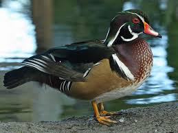 This is when i learned ducklings can go into shock but also, they sometimes feign. Wood Duck Facts Habitat Diet Call Migration And Pictures